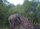 Mount Kenya elephant survey conducted